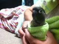 [Conure][ウロコインコ]