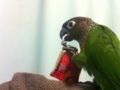 [Conure][ウロコインコ]