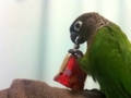 [Conure][ウロコインコ]