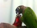 [Conure][ウロコインコ]