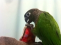 [Conure][ウロコインコ]