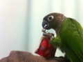 [Conure][ウロコインコ]