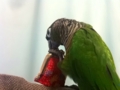 [Conure][ウロコインコ]