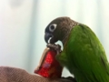 [Conure][ウロコインコ]