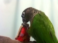 [Conure][ウロコインコ]