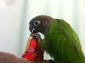 [Conure][ウロコインコ]