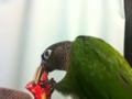 [Conure][ウロコインコ]