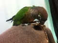 [Conure][ウロコインコ]