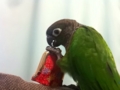 [Conure][ウロコインコ]