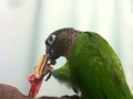 [Conure][ウロコインコ]