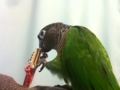 [Conure][ウロコインコ]