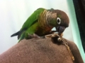 [Conure][ウロコインコ]