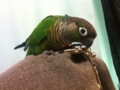 [Conure][ウロコインコ]