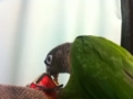 [Conure][ウロコインコ]