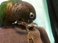 [Conure][ウロコインコ]