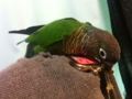 [Conure][ウロコインコ]