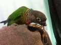 [Conure][ウロコインコ]