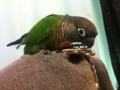 [Conure][ウロコインコ]