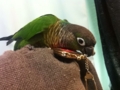 [Conure][ウロコインコ]