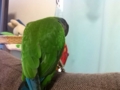 [Conure][ウロコインコ]