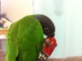 [Conure][ウロコインコ]