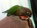 [Conure][ウロコインコ]