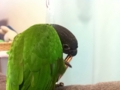 [Conure][ウロコインコ]