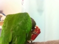 [Conure][ウロコインコ]