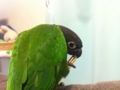 [Conure][ウロコインコ]