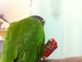 [Conure][ウロコインコ]