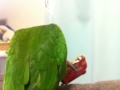 [Conure][ウロコインコ]