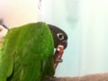 [Conure][ウロコインコ]