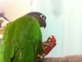 [Conure][ウロコインコ]