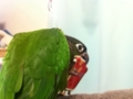 [Conure][ウロコインコ]