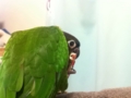 [Conure][ウロコインコ]