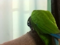 [Conure][ウロコインコ]