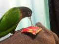 [Conure][ウロコインコ]