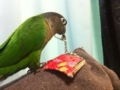 [Conure][ウロコインコ]