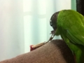 [Conure][ウロコインコ]