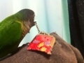 [Conure][ウロコインコ]