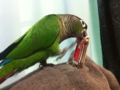 [Conure][ウロコインコ]