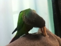 [Conure][ウロコインコ]