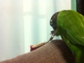 [Conure][ウロコインコ]