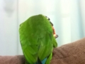 [Conure][ウロコインコ]