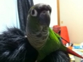 [Conure][ウロコインコ]