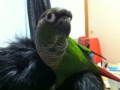 [Conure][ウロコインコ]