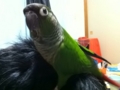 [Conure][ウロコインコ]