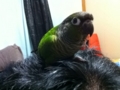 [Conure][ウロコインコ]