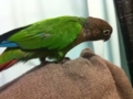 [Conure][ウロコインコ]