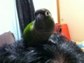 [Conure][ウロコインコ]